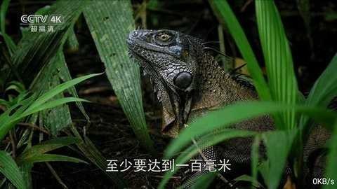 全网通TV截图1
