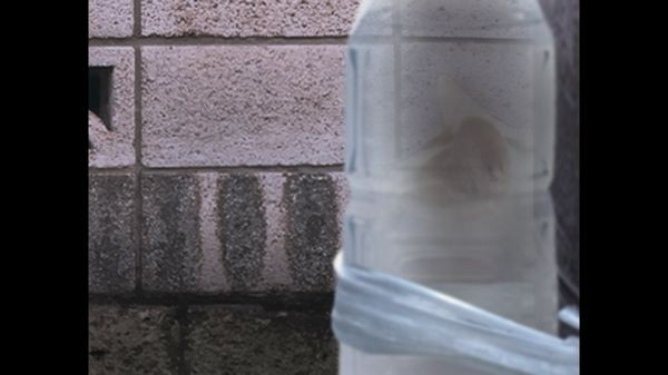 翌日猫之怪奇谭截图1