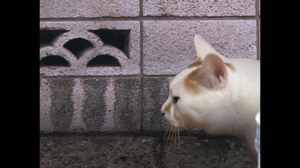 翌日猫之怪奇谭截图2