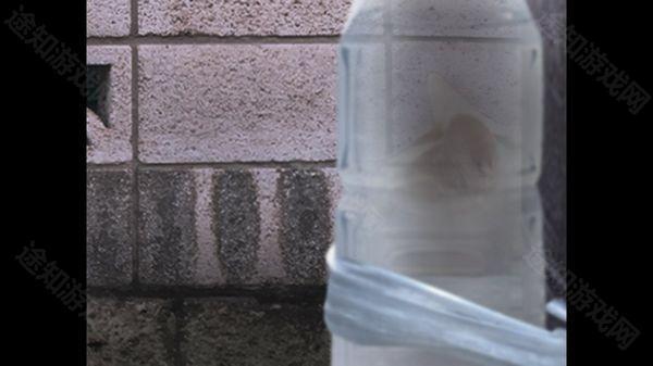 翌日猫之怪奇谭