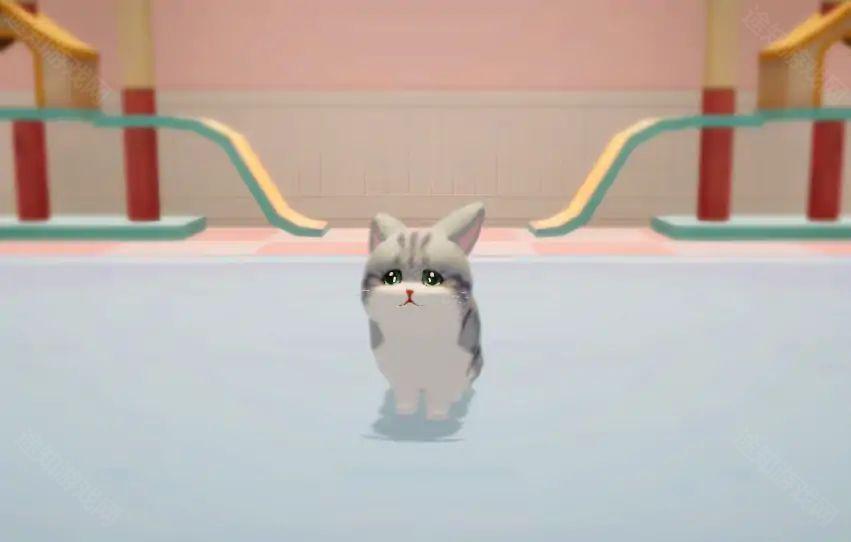 养了个猫免广告