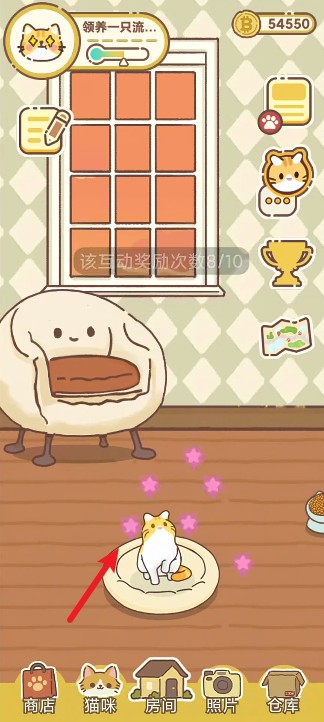 领养一只流浪猫最新版截图3