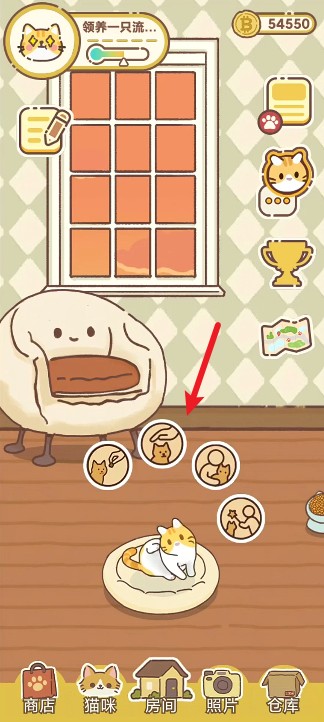 领养一只流浪猫最新版截图4