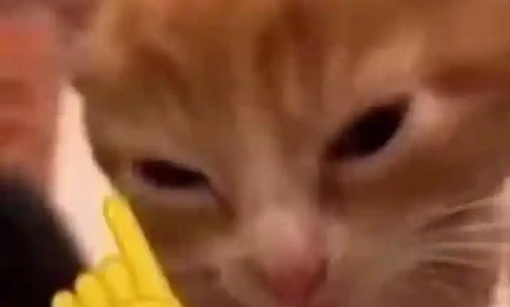 小猫围棋中文版截图1